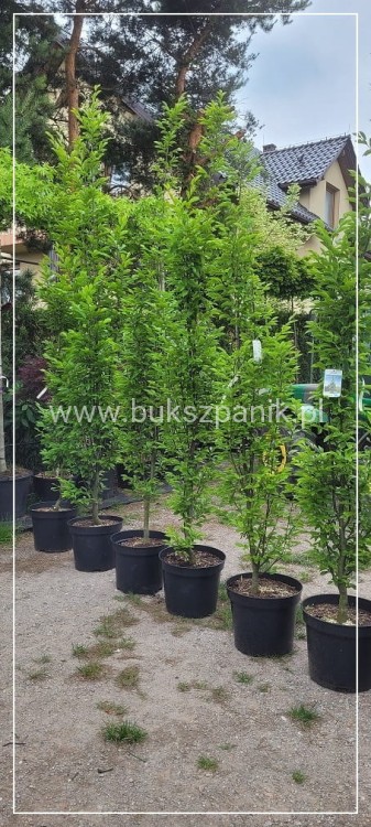 Grab pospolity FASTIGIATA - Carpinus betulus 200-240cm wys. 25l