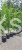 Grab pospolity FASTIGIATA - Carpinus betulus 200-240cm wys. 25l