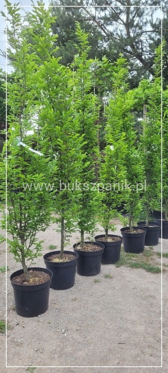Grab pospolity FASTIGIATA - Carpinus betulus 200-240cm wys. 25l