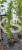 Grab pospolity FASTIGIATA - Carpinus betulus 200-240cm wys. 25l
