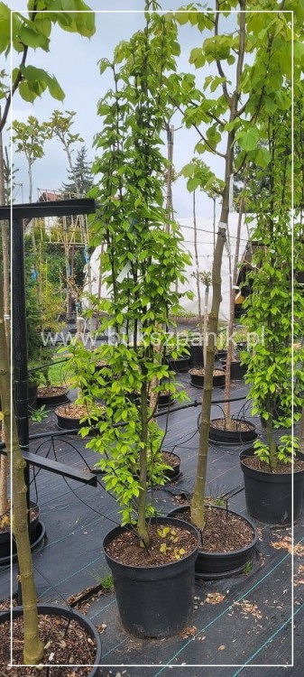 Grab pospolity FASTIGIATA - Carpinus betulus 200-240cm wys. 25l