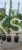 Grab pospolity FASTIGIATA - Carpinus betulus 200-240cm wys. 25l