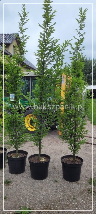 Grab pospolity FASTIGIATA - Carpinus betulus 200-240cm wys. 25l