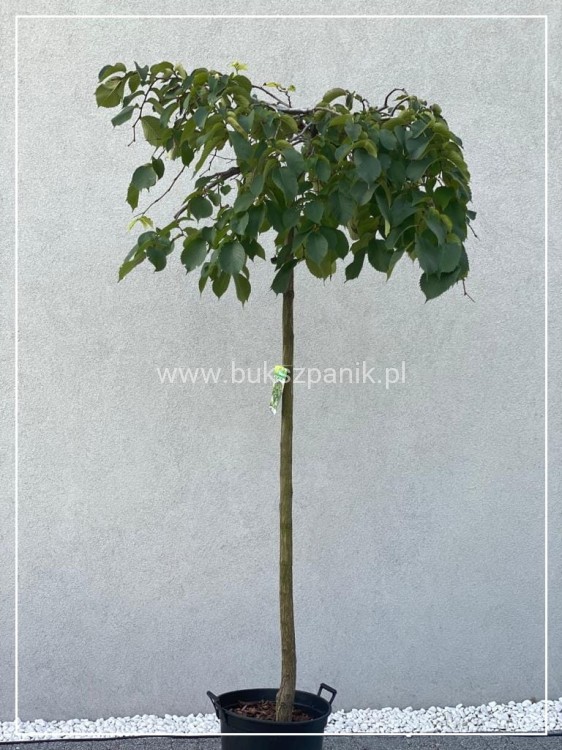 Wiąz Camperdownii -Ulmus 'Camperdownii' Pa 220cm; ob: 10-12cm donica 35