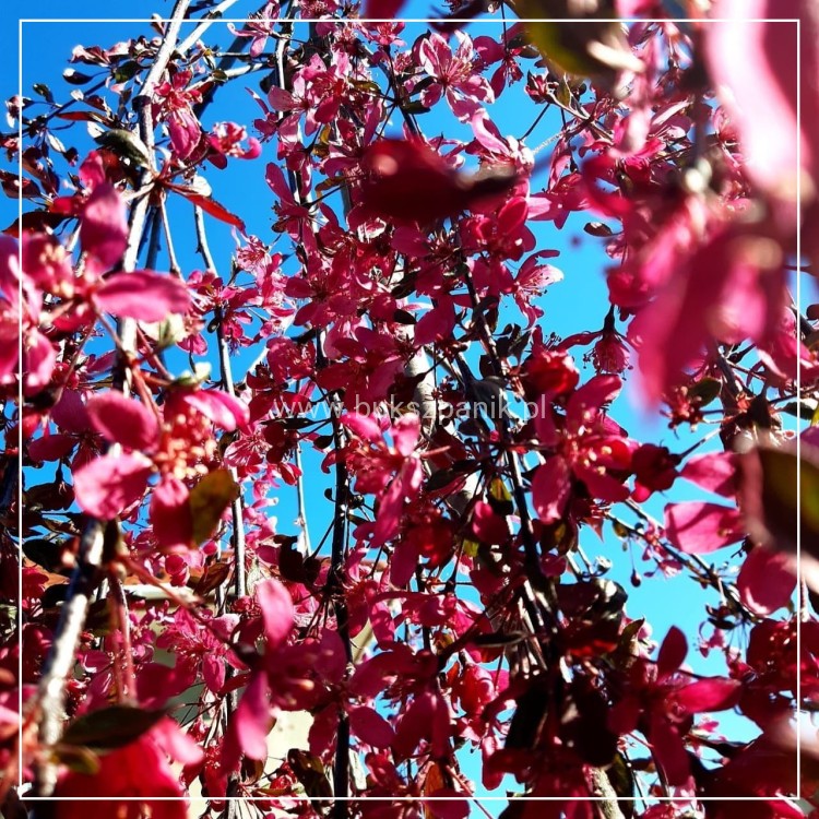 Jabłoń ROYAL BEAUTY- Malus C12; 220-250cm