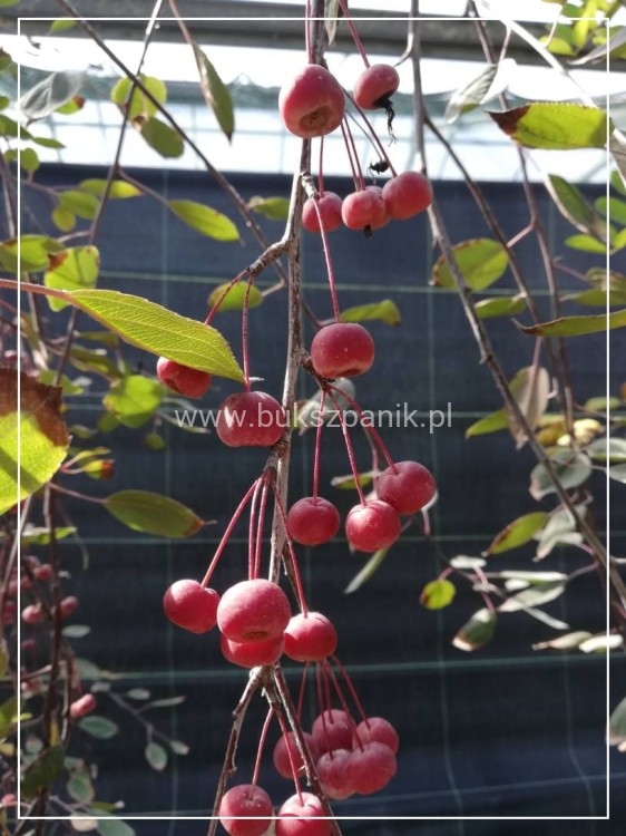 Jabłoń ROYAL BEAUTY- Malus C12; 220-250cm