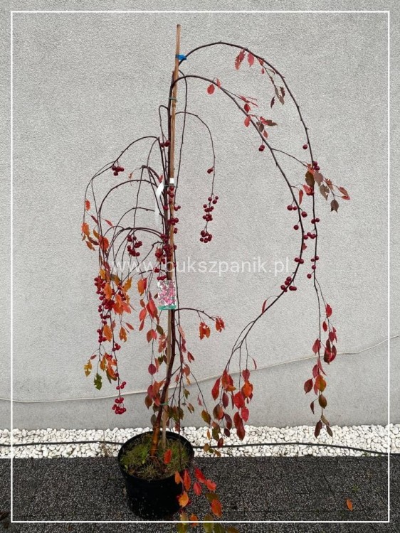 IMJabłoń ROYAL BEAUTY- Malus C12; 220-250cm