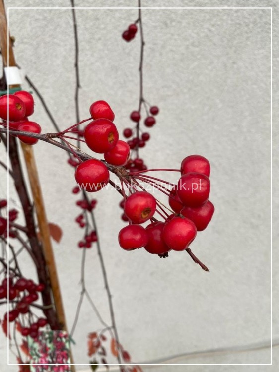 Jabłoń ROYAL BEAUTY- Malus C12; 220-250cm
