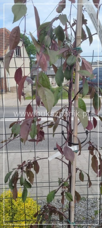 Jabłoń ROYAL BEAUTY- Malus C12; 220-250cm