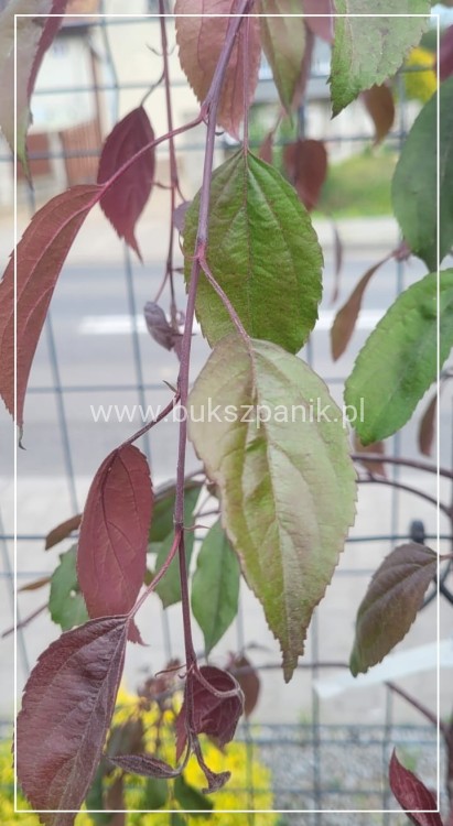 Jabłoń ROYAL BEAUTY- Malus C12; 220-250cm