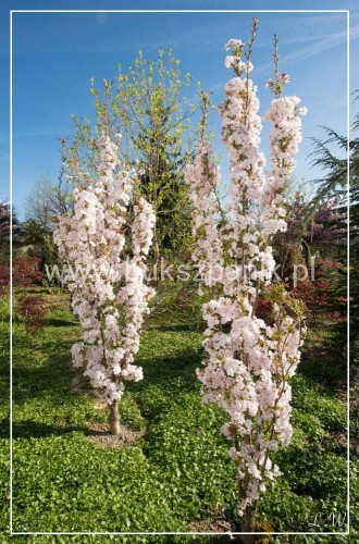 Wiśnia piłkowana AMANOGAWA- Prunus serrulata ob.8-10cm ok 3m wysokości