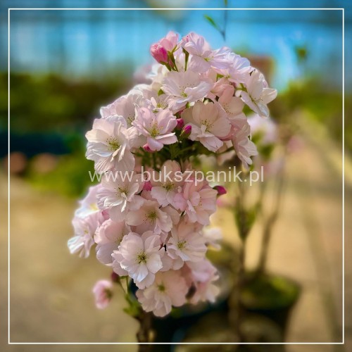 Wiśnia piłkowana AMANOGAWA- Prunus serrulata ob.8-10cm ok 3m wysokości