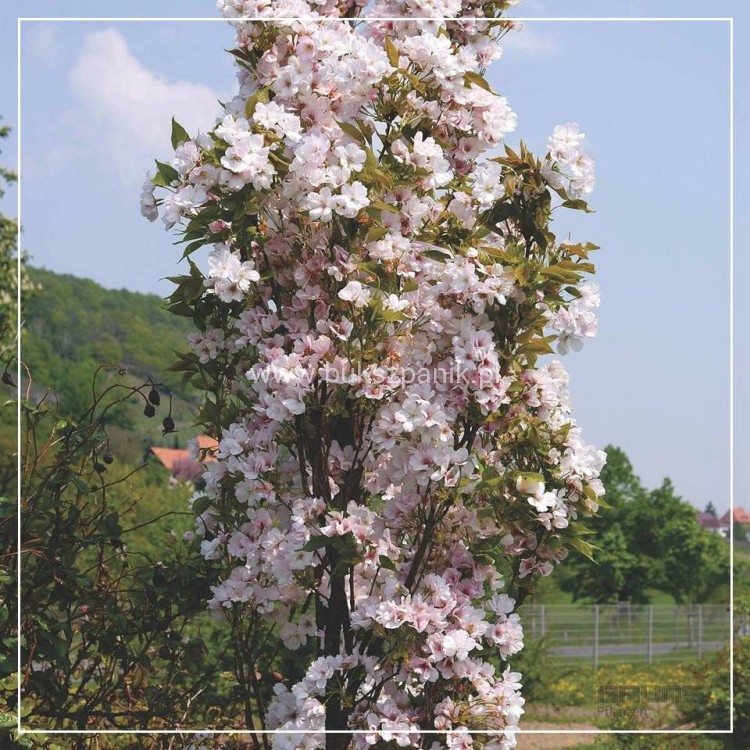 Wiśnia piłkowana AMANOGAWA- Prunus serrulata ob.8-10cm ok 3m wysokości