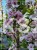 Wiśnia piłkowana AMANOGAWA- Prunus serrulata ob.8-10cm ok 3m wysokości