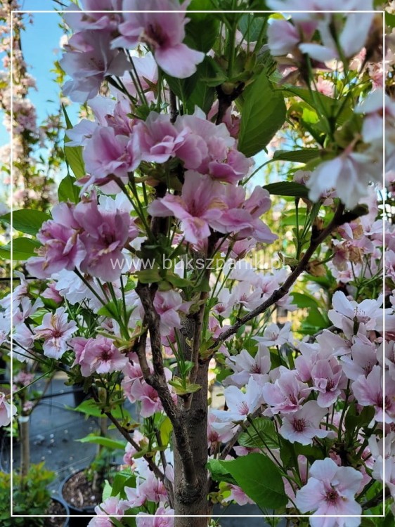 Wiśnia piłkowana AMANOGAWA- Prunus serrulata ob.8-10cm ok 3m wysokości
