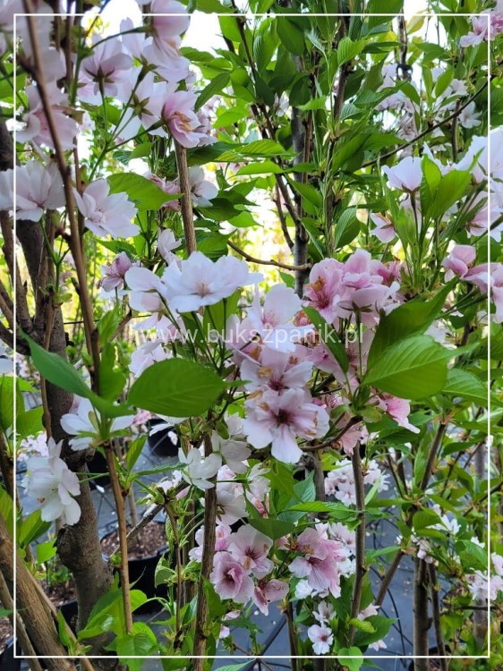 Wiśnia piłkowana AMANOGAWA- Prunus serrulata ob.8-10cm ok 3m wysokości