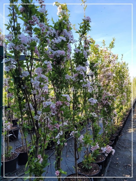 Wiśnia piłkowana AMANOGAWA- Prunus serrulata ob.8-10cm ok 3m wysokości