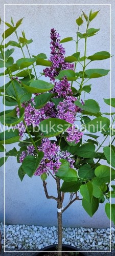 Lilak pospolity SENSATION- Syringa vulgarisPa40-70cm/30-45cm; C20/C30l