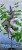 Lilak pospolity SENSATION- Syringa vulgarisPa40-70cm/30-45cm; C20/C30l