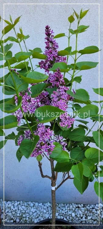 Lilak pospolity SENSATION- Syringa vulgarisPa40-70cm/30-45cm; C20/C30l