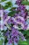 Lilak pospolity SENSATION- Syringa vulgarisPa40-70cm/30-45cm; C20/C30l