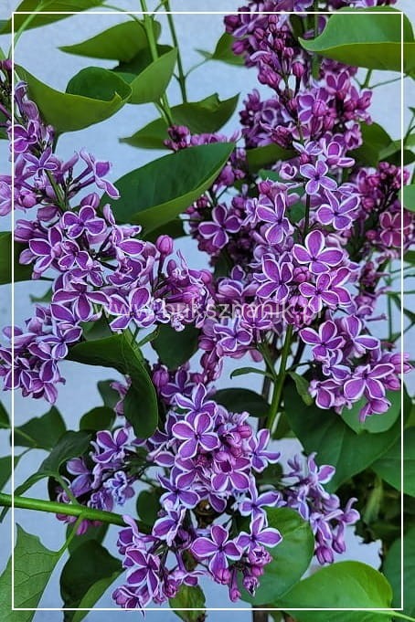 Lilak pospolity SENSATION- Syringa vulgarisPa40-70cm/30-45cm; C20/C30l