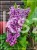 Lilak pospolity SENSATION- Syringa vulgarisPa40-70cm/30-45cm; C20/C30l