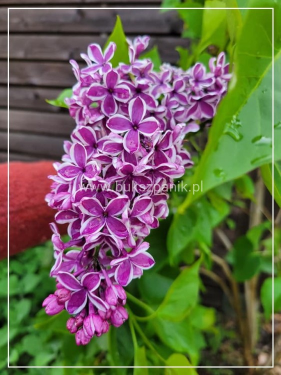 Lilak pospolity SENSATION- Syringa vulgarisPa40-70cm/30-45cm; C20/C30l