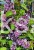 Lilak pospolity SENSATION- Syringa vulgarisPa40-70cm/30-45cm; C20/C30l