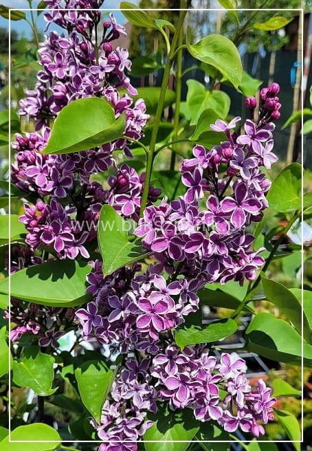 Lilak pospolity SENSATION- Syringa vulgarisPa40-70cm/30-45cm; C20/C30l