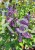 Lilak pospolity SENSATION- Syringa vulgarisPa40-70cm/30-45cm; C20/C30l