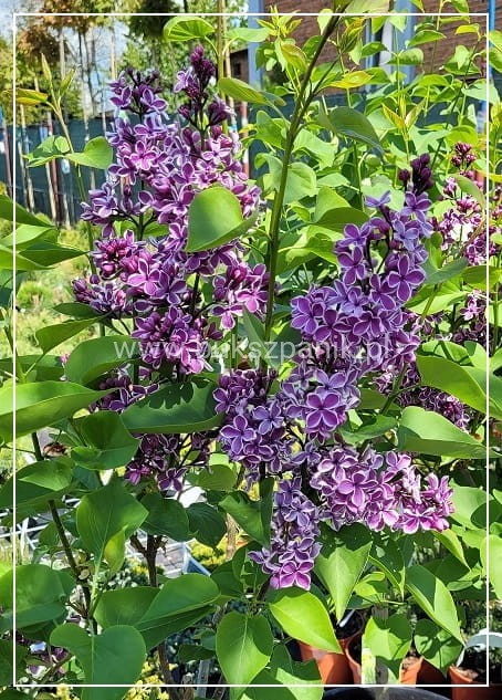 Lilak pospolity SENSATION- Syringa vulgarisPa40-70cm/30-45cm; C20/C30l