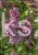 Lilak pospolity SENSATION- Syringa vulgarisPa40-70cm/30-45cm; C20/C30l