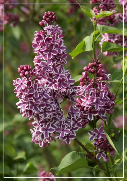 Lilak pospolity SENSATION- Syringa vulgarisPa40-70cm/30-45cm; C20/C30l