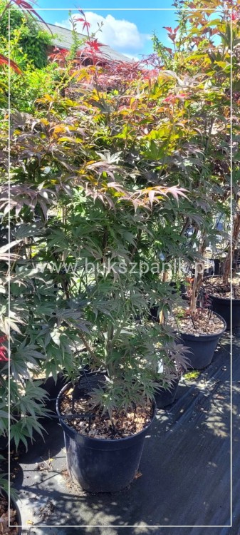 Klon palmowy 'Pixie'- Acer palmatum C12l , 80-120cm