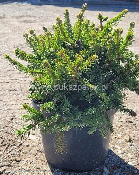 Świerk pospolity PUSCH- Picea abies C5l, 25-35cm