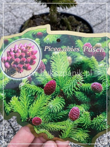 Świerk pospolity PUSCH- Picea abies C5l, 25-35cm