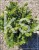 Świerk pospolity PUSCH- Picea abies C5l, 25-35cm