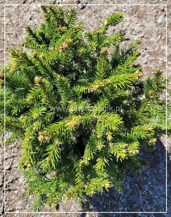 Świerk pospolity PUSCH- Picea abies C5l, 25-35cm
