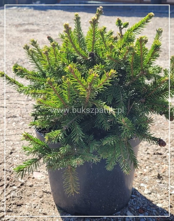 Świerk pospolity PUSCH- Picea abies C5l, 25-35cm