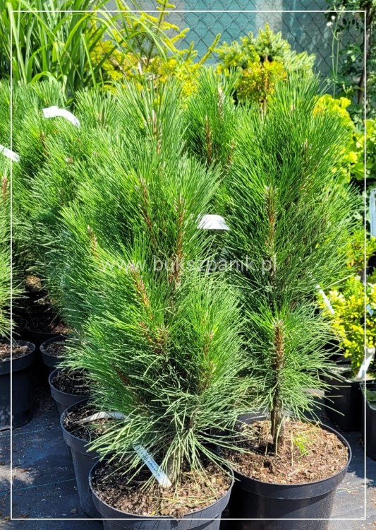 Sosna czarna ZIMMER- Pinus nigra C7,5l, 40-55cm