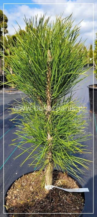 Sosna czarna ZIMMER- Pinus nigra C7,5l, 40-55cm