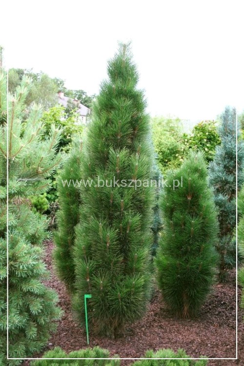 Sosna czarna ZIMMER- Pinus nigra C7,5l, 40-55cm