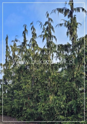 Cyprysik nutkajski 'Gloria Polonica'- Chamaecyparis nootkatensis C5l 80-100cm