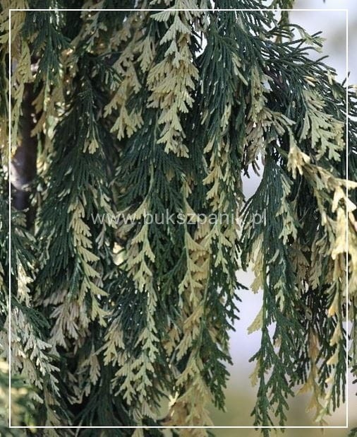 Cyprysik nutkajski 'Gloria Polonica'- Chamaecyparis nootkatensis C5l 80-100cm