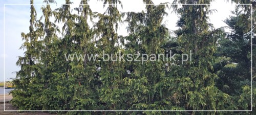 Cyprysik nutkajski 'Gloria Polonica'- Chamaecyparis nootkatensis C5l 80-100cm