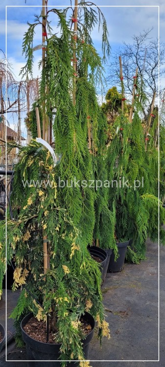 Cyprysik nutkajski 'Gloria Polonica'- Chamaecyparis nootkatensis C5l 80-100cm