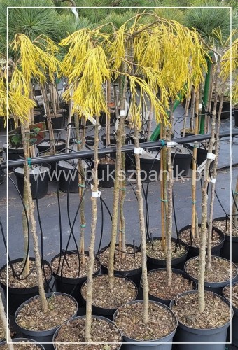 Cyprysik Lawsona KARACA- Chamaecyparis lawsoniana PA80-90/30-40, C5l