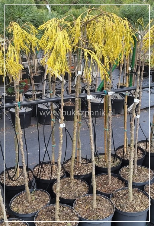 Cyprysik Lawsona KARACA- Chamaecyparis lawsoniana PA80-90/30-40, C5l
