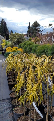 Cyprysik Lawsona KARACA- Chamaecyparis lawsoniana PA80-90/30-40, C5l